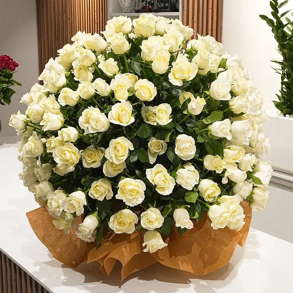 A round arrangement of 200 white roses with green fillers in a box