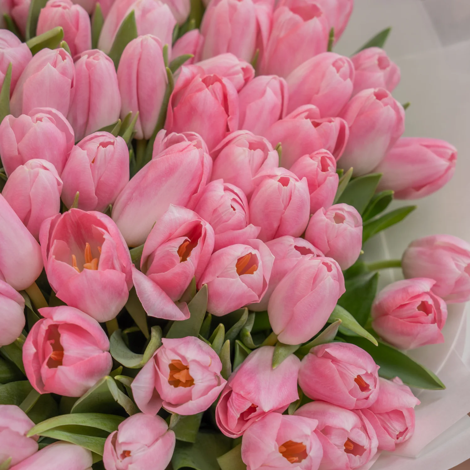 Gift XXL Tulip Bouquet
