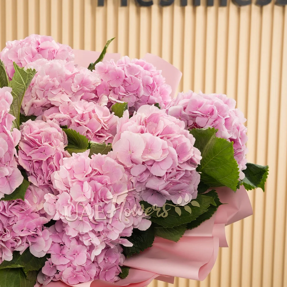 12 pink hydrangeas