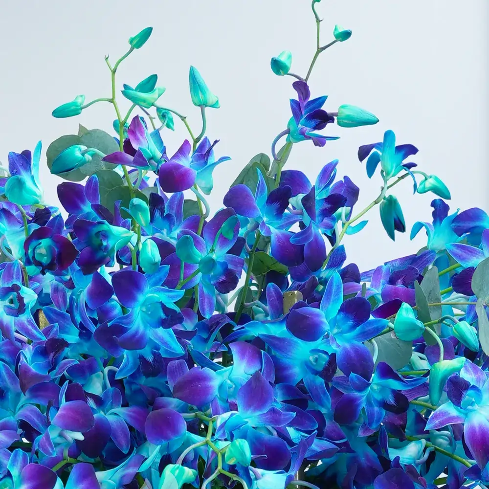 100 blue orchids arranged on a stand