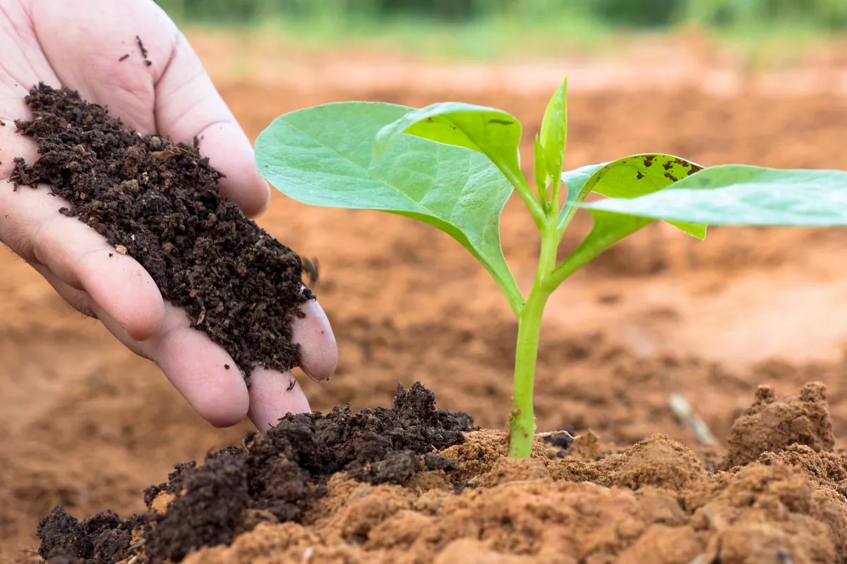 Treating Soil