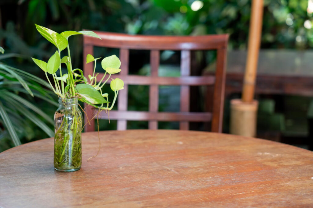 Devil’s Ivy in a glass vase on a brown table