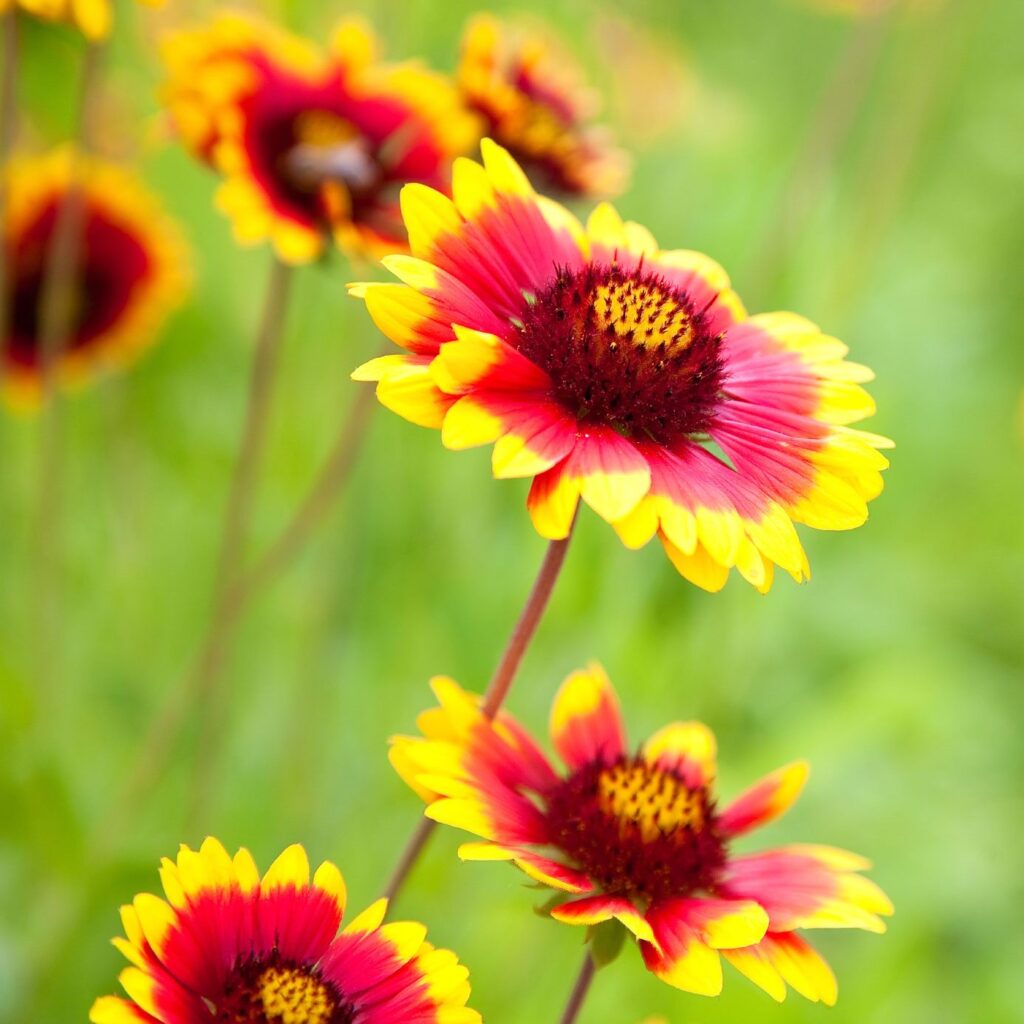 Blanket Flowers in a field